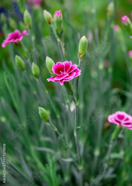 Fototapeta pink carnations in the garden in summer day