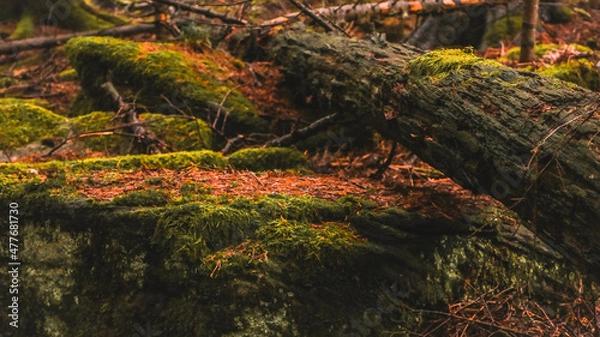 Fototapeta Äste auf Waldboden