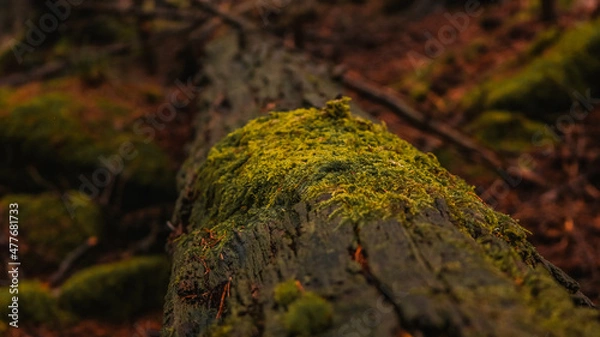 Fototapeta Moos auf Baumstamm