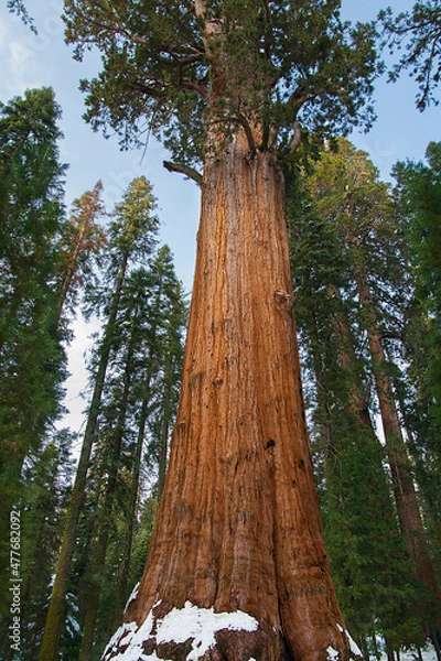 Obraz Sequoia at Yosemite National Park