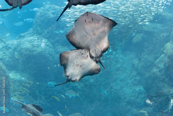 Fototapeta 水族館　大水槽　エイ