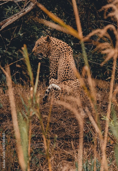 Obraz Leopard in Africa
