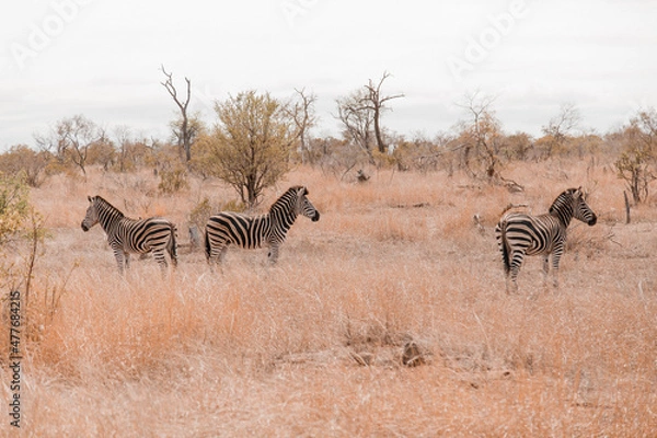Obraz Zebras 