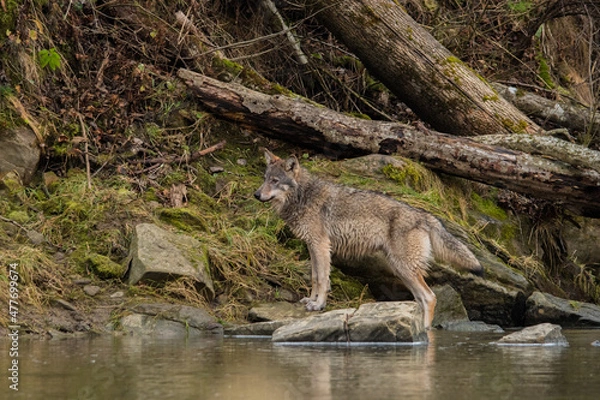 Fototapeta Grey Wolf, Canis lupus. Bieszczady, Carpathians, Poland.