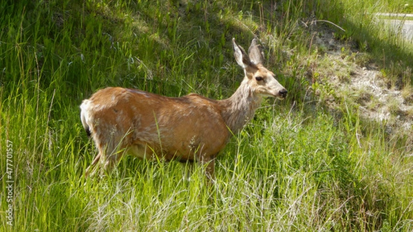 Fototapeta deer in the grass