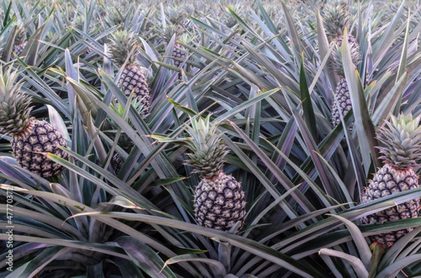 Obraz Pineapple plantation