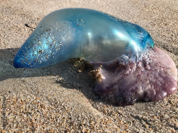 Fototapeta Florida beach pics