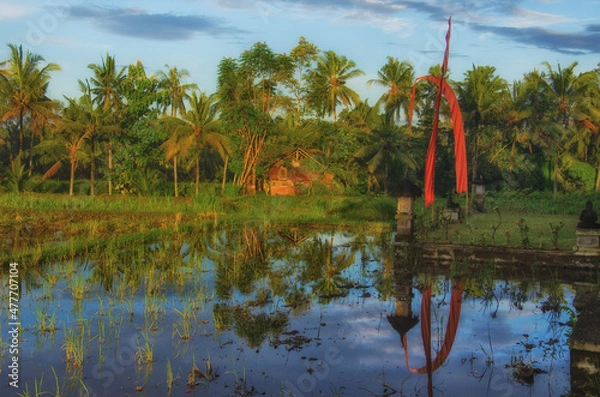Obraz Balinese Ricefield