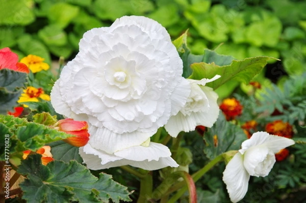Fototapeta White tuberous begonia in the garden close-up