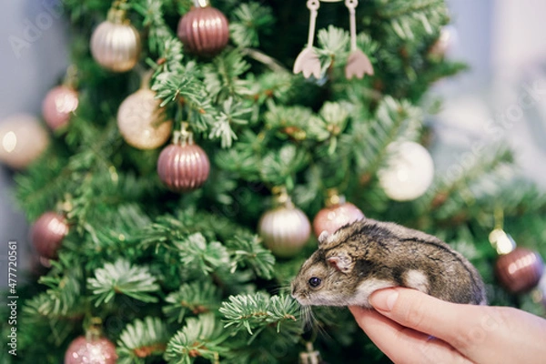 Fototapeta A gray Dzungarian hamster sits under a Christmas tree. Dwarf hamster.