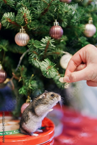 Fototapeta A gray Dzungarian hamster sits under a Christmas tree. Dwarf hamster.