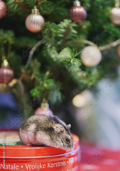 Fototapeta A gray Dzungarian hamster sits under a Christmas tree. Dwarf hamster.