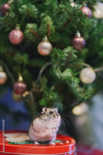 Fototapeta A gray Dzungarian hamster sits under a Christmas tree. Dwarf hamster.