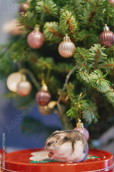 Fototapeta A gray Dzungarian hamster sits under a Christmas tree. Dwarf hamster.
