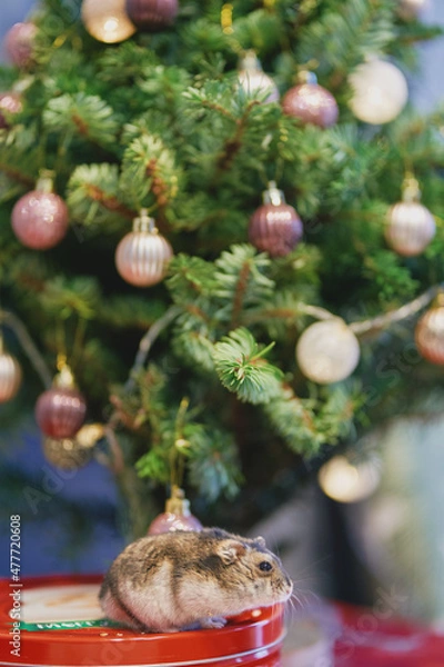 Fototapeta A gray Dzungarian hamster sits under a Christmas tree. Dwarf hamster.
