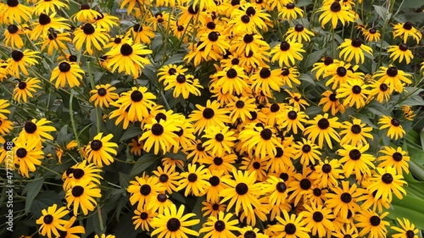 Fototapeta ひまわり