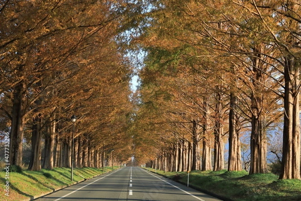 Obraz メタセコイヤ並木