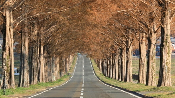 Obraz メタセコイヤ並木