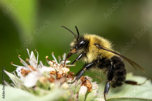 Fototapeta Bumblebee on a Flower