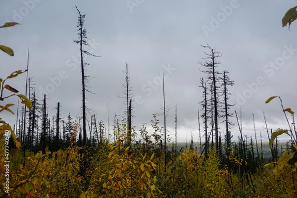 Fototapeta Larch in the autumn taiga