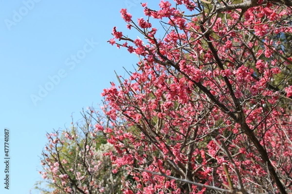 Fototapeta 日本の梅林の紅梅と白梅の満開の花(兵庫県神戸市東灘区　岡本梅林)