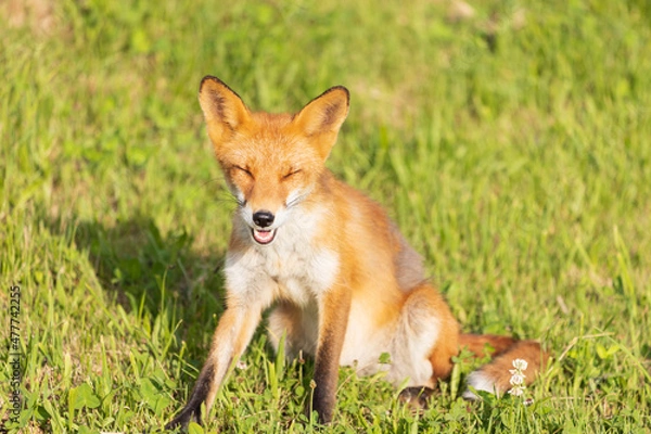 Fototapeta 北海道のキタキツネ