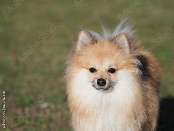 Fototapeta 芝を駆けるポメラニアン