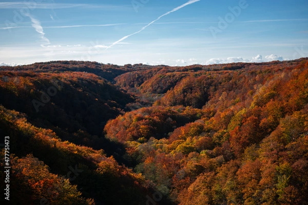 Fototapeta Valley in Söderåsens Nationalpark in Sweden during autumn. Golden leaves on the trees are covering the walls of the canyon. Brown, red and yellow leaves. Fall in Swedish forest, Höst i Sverige
