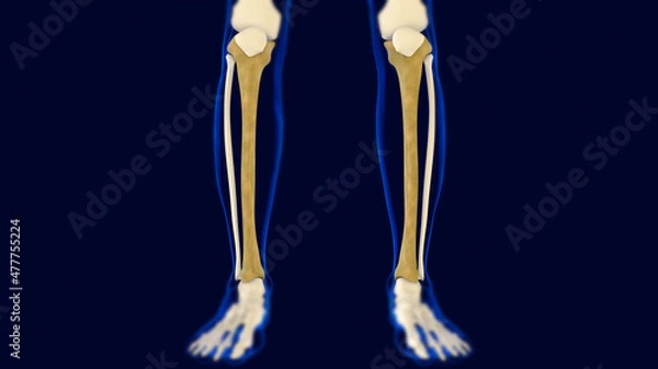 Fototapeta Tibia Bones Human skeleton anatomy 3D Rendering