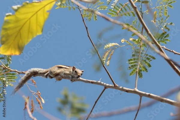 Obraz squirrel on tree