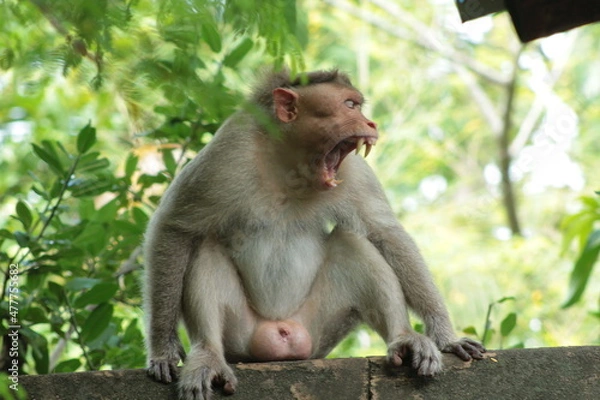 Obraz japanese macaque sitting on the ground