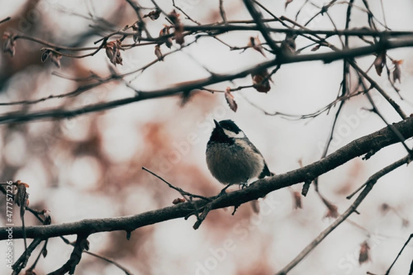 Obraz bird on a branch