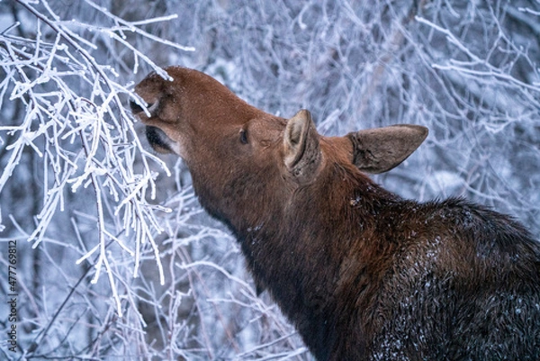 Fototapeta Winter Moose Manitoba