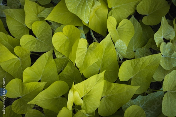 Obraz Green leaf close up creating a natural pattern nature concept background