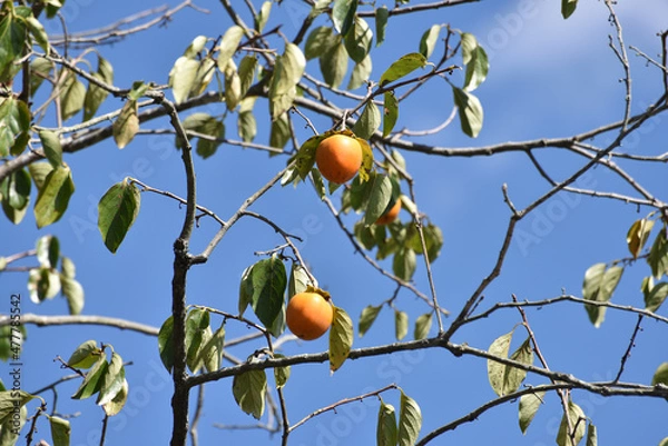Fototapeta 残し柿　秋の風景