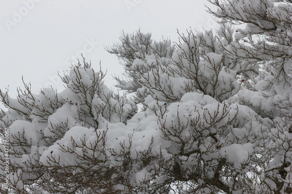 Obraz Winterlandschaft