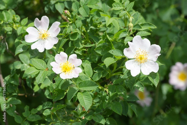 Obraz Hagebuttenblüten