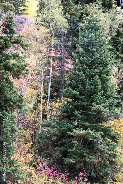 Fototapeta footpath in the forest