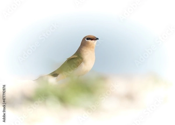 Fototapeta A tiny pratincole or greywader bird sitting on rocks in minimalistic artistic composition 