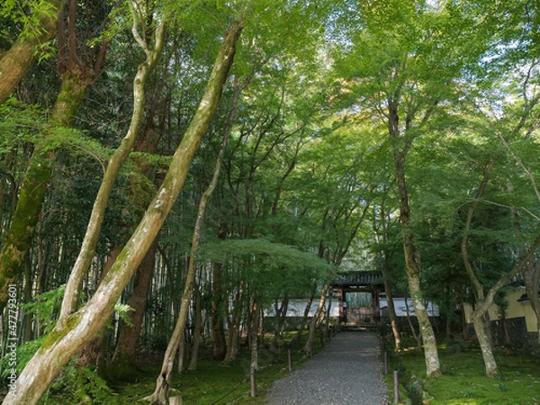 Obraz 京都府 京都市 浄住寺