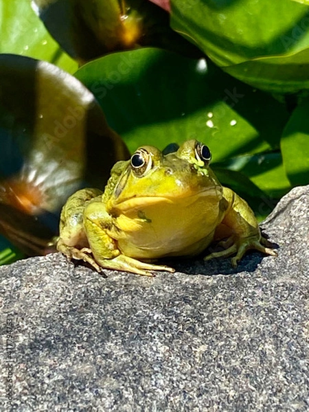 Fototapeta Green Frog