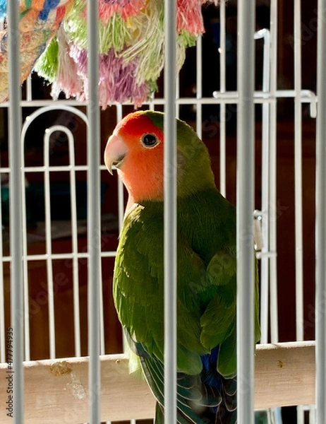 Fototapeta Lovebird