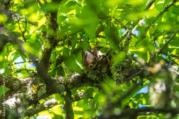 Obraz Squirrel in a tree looking right at me.