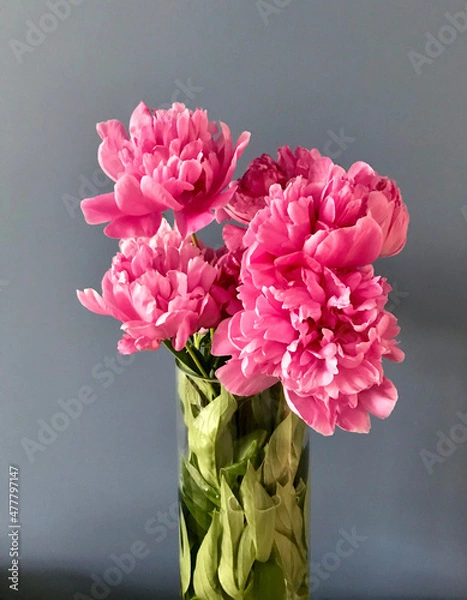 Fototapeta Peonies