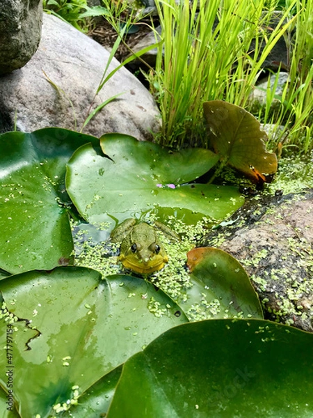 Fototapeta Green Frog