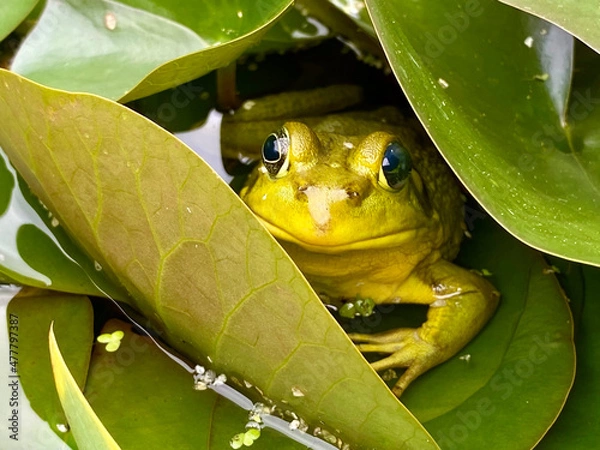 Fototapeta Green Frog
