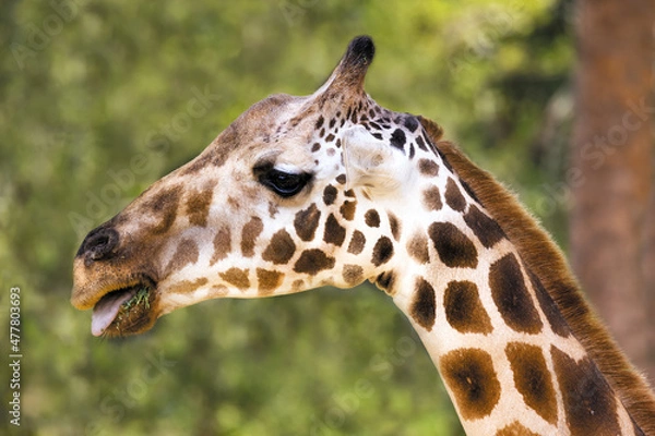 Obraz Giraffe Munches Grass