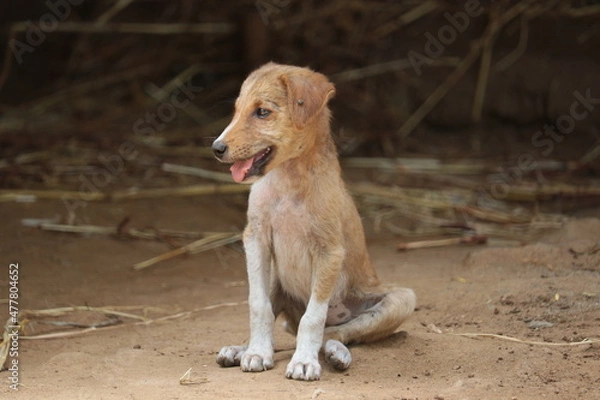 Obraz golden retriever dog