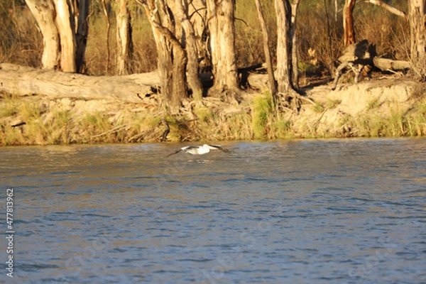 Fototapeta ducks in the river
