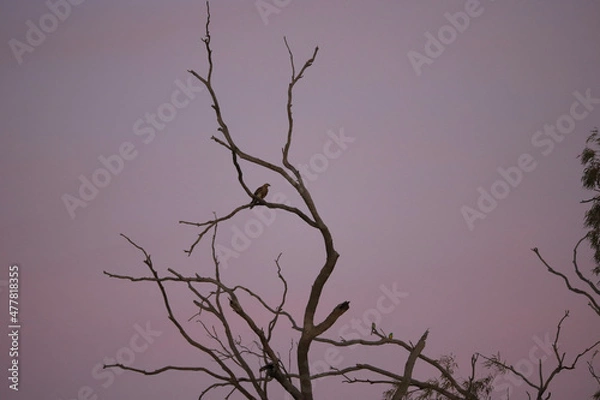 Obraz tree in the sky